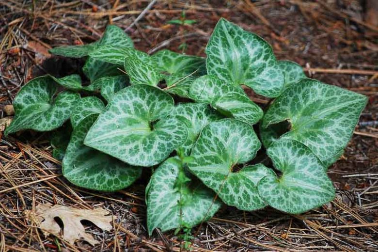 Asarum hartwegii, Sierra Wild Ginger, Hartweg's Wild Ginger, Marbled Wild Ginger, groundcover, evergreen groundcover