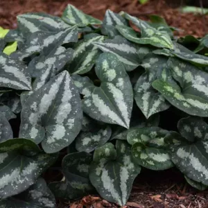 Asarum splendens, Chinese Wild Ginger, Asarum chingchengense, Shade perennials, Plants for shade, Groundcover, ground cover for shade
