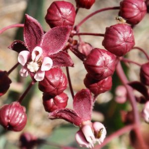 Asclepias cordifolia, Heartleaf Milkweed, Heart Leaf Milkweed, Purple Milkweed, Gomphocarpus cordifolius