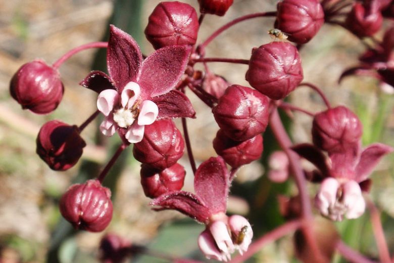 Asclepias cordifolia, Heartleaf Milkweed, Heart Leaf Milkweed, Purple Milkweed, Gomphocarpus cordifolius