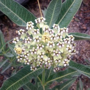 Asclepias eriocarpa, Indian Milkweed, Kotolo Milkweed, Monarch Milkweed, Woollypod Milkweed, Asclepias fremontii