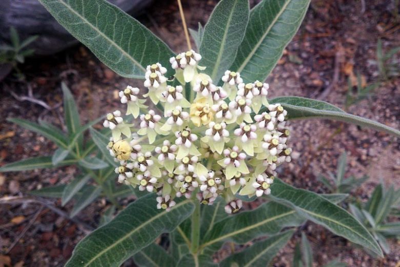 Asclepias eriocarpa, Indian Milkweed, Kotolo Milkweed, Monarch Milkweed, Woollypod Milkweed, Asclepias fremontii