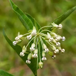 Asclepias exaltata, Poke Milkweed