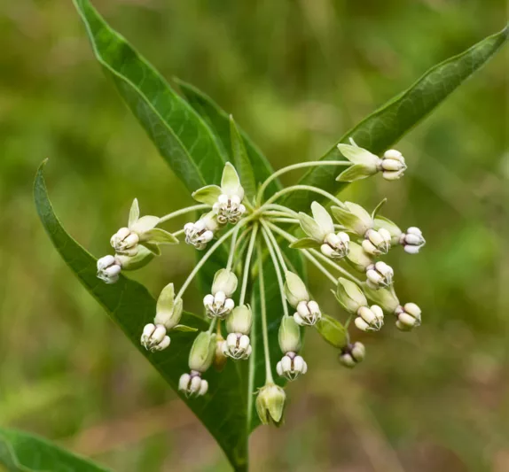 Asclepias exaltata, Poke Milkweed