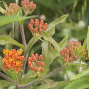 Asclepias lanceolata, Lanceolated Milkwort, Fewflower Milkweed, Few-flower Milkweed, Red Milkweed, Orange Milkweed, Orange flowers