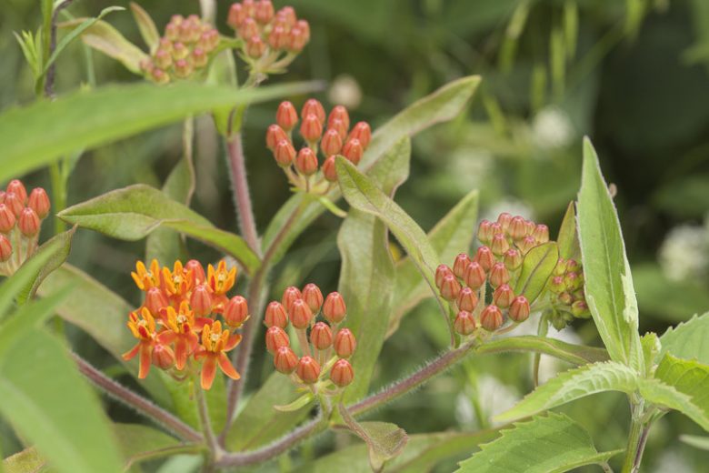 Asclepias lanceolata, Lanceolated Milkwort, Fewflower Milkweed, Few-flower Milkweed, Red Milkweed, Orange Milkweed, Orange flowers