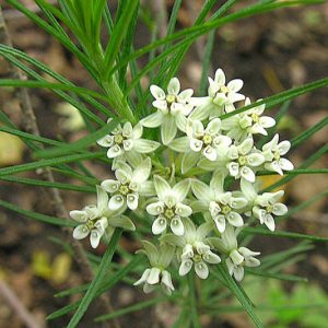 Asclepias linaria, Pine-Needle Milkweed, Needle-Leaf Milkweed, White Asclepias, Tall Asclepias,