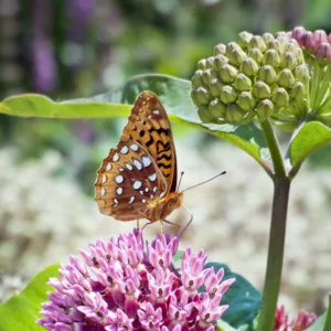 Asclepias purpurascens, Purple Milkweed, Purple flowers, Purple Perennials