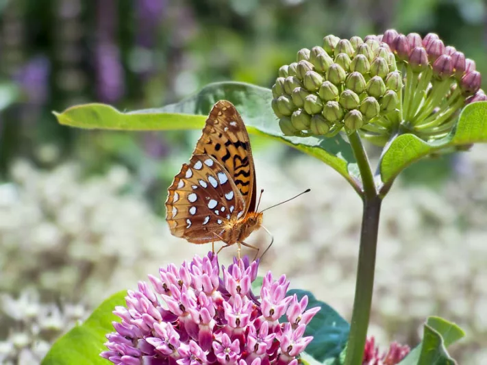 Asclepias purpurascens, Purple Milkweed, Purple flowers, Purple Perennials