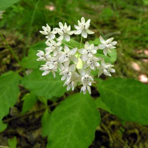 Asclepias quadrifolia, Fourleaf Milkweed, Four-Leaved Milkweed, Whorled Milkweed, Prairie Perennial