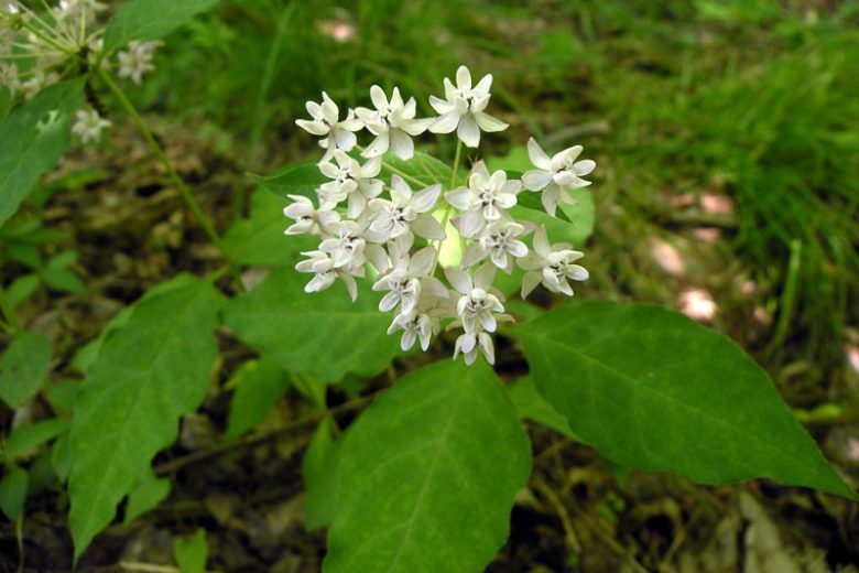 Asclepias quadrifolia, Fourleaf Milkweed, Four-Leaved Milkweed, Whorled Milkweed, Prairie Perennial