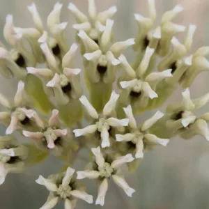 Asclepias subulata, Rush Milkweed, Desert Milkweed, Ajamete, White Asclepias, Desert Asclepias