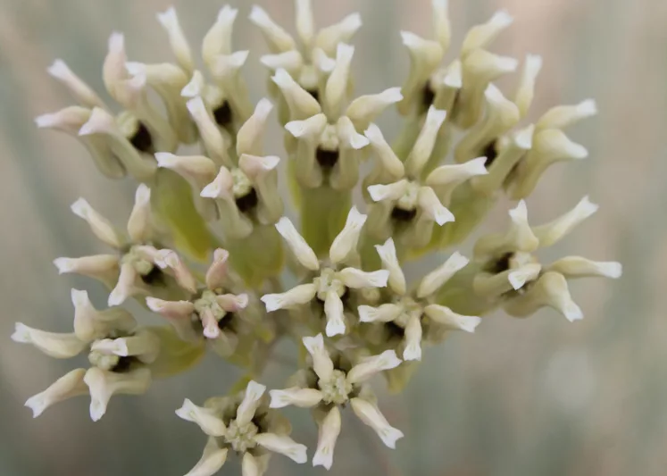 Asclepias subulata, Rush Milkweed, Desert Milkweed, Ajamete, White Asclepias, Desert Asclepias