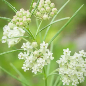 Asclepias verticillata, Whorled Milkweed, Eastern Whorled Milkweed, Prairie Perennial