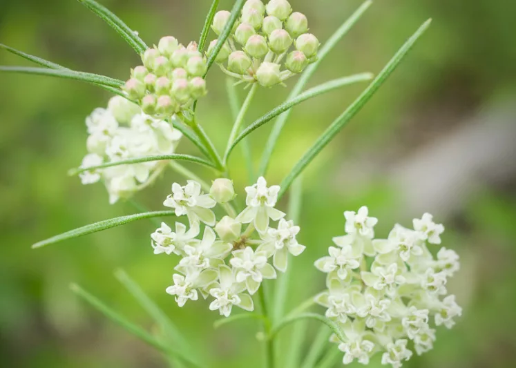 Asclepias verticillata, Whorled Milkweed, Eastern Whorled Milkweed, Prairie Perennial