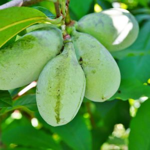 Asimina triloba, Pawpaw, Papaw, custard Apple, False Banana