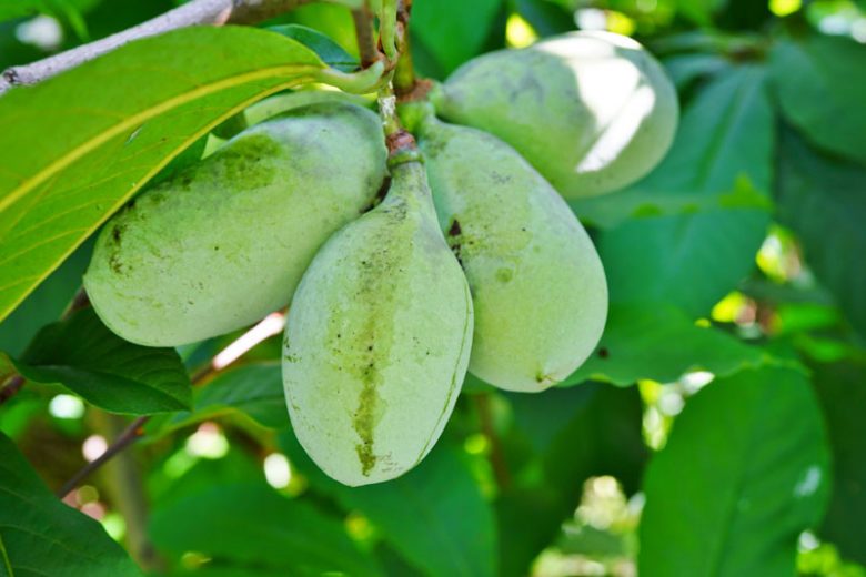 Asimina triloba, Pawpaw, Papaw, custard Apple, False Banana