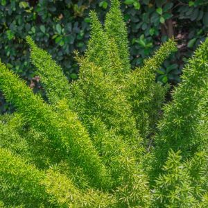 Asparagus densiflorus 'Myersii',Plume Asparagus 'Myersii', Foxtail Fern 'Myersii', Asparagus Fern 'Myersii', Emerald Fern 'Myersii', Emerald Feather 'Myersii', Evergreen Perennial