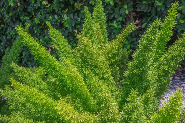 Asparagus densiflorus 'Myersii',Plume Asparagus 'Myersii', Foxtail Fern 'Myersii', Asparagus Fern 'Myersii', Emerald Fern 'Myersii', Emerald Feather 'Myersii', Evergreen Perennial