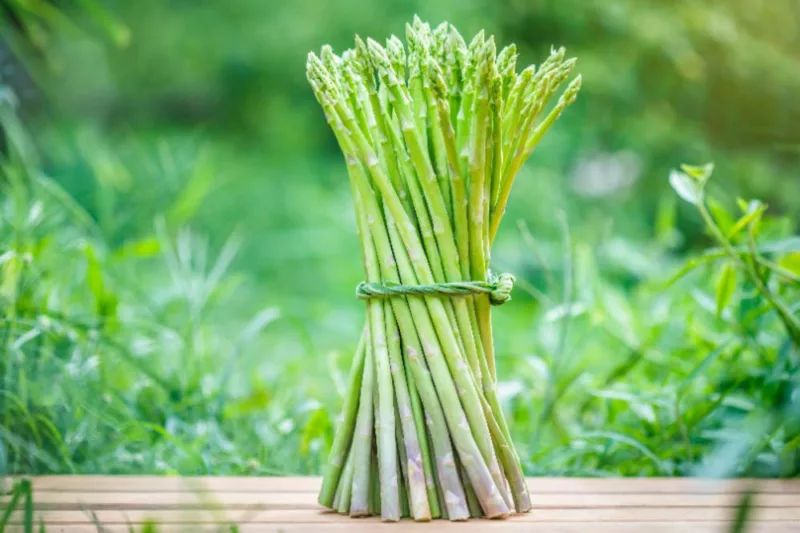 Asparagus officinalis, Asparagus, Asperging Herb, Edible Asparagus, Wild Asparagus, Sparrow Grass, Garden Asparagus