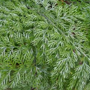 Asplenium bulbiferum, Hen and Chickens Fern, Mother Fern, Mother Spleenwort, New Zealand Common Spleenwort, Evergreen Fern, Shade plants, shade perennial, plants for shade, plants for wet soil