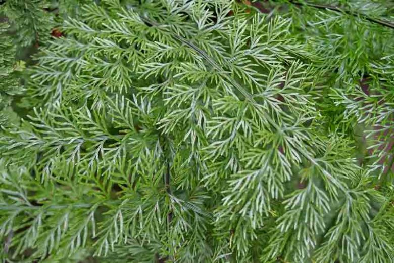 Asplenium bulbiferum, Hen and Chickens Fern, Mother Fern, Mother Spleenwort, New Zealand Common Spleenwort, Evergreen Fern, Shade plants, shade perennial, plants for shade, plants for wet soil