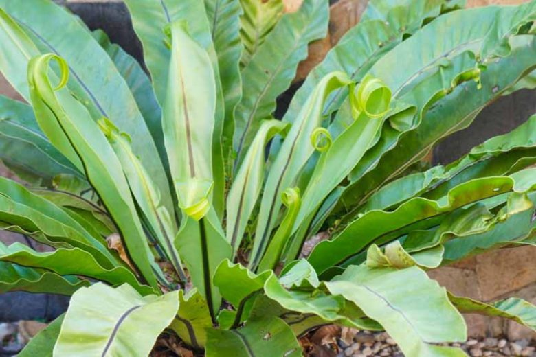 Asplenium nidus, Bird's Nest Fern, Evergreen fern, Shade plants, shade perennial, plants for shade, plants for wet soil