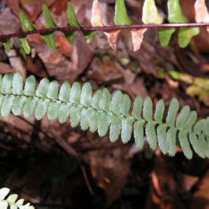 Asplenium platyneuron, Ebony SpleenwortShade plants, shade perennial, plants for shade, plants for wet soil