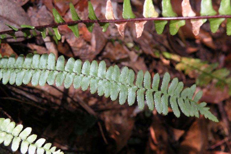 Asplenium platyneuron, Ebony SpleenwortShade plants, shade perennial, plants for shade, plants for wet soil