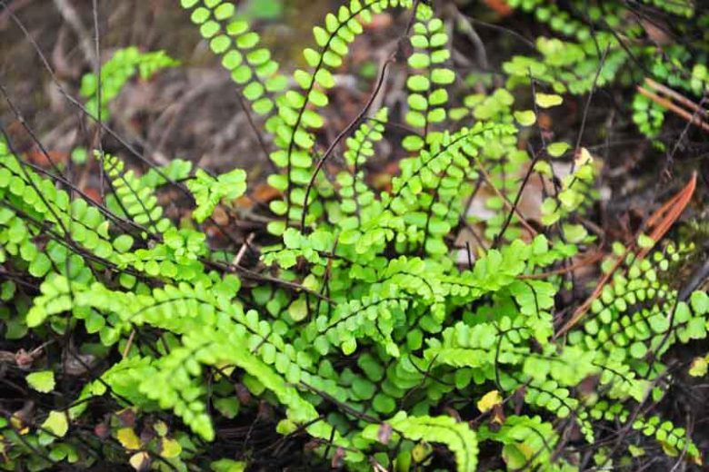 Asplenium trichomanes, Maidenhair Spleenwort, Common Spleenwort, English Maidenhair, Green Spleenwort, Waterwort, Shade plants, shade perennial, plants for shade, plants for wet soil