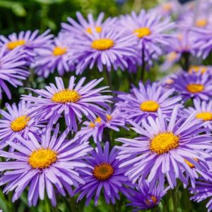Aster alpinus, Alpine Aster, Blue Alpine Daisy, Rock Aster, Summer Perennials, Summer Flowers, Lavender Asters, Blue Asters