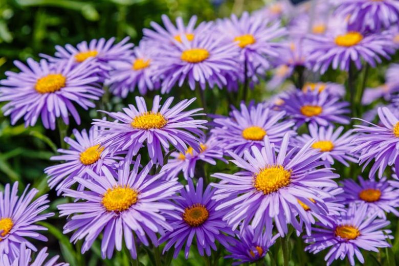 Aster alpinus, Alpine Aster, Blue Alpine Daisy, Rock Aster, Summer Perennials, Summer Flowers, Lavender Asters, Blue Asters