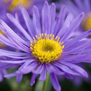 Aster Amellus 'Grunder', Italian Aster 'Grunder', Italian Starwort 'Grunder', Michaelmas Daisy 'Grunder', Fall Aster 'Grunder', Fall perennials, Fall Flowers, Aster Grunder, Purple flowers,