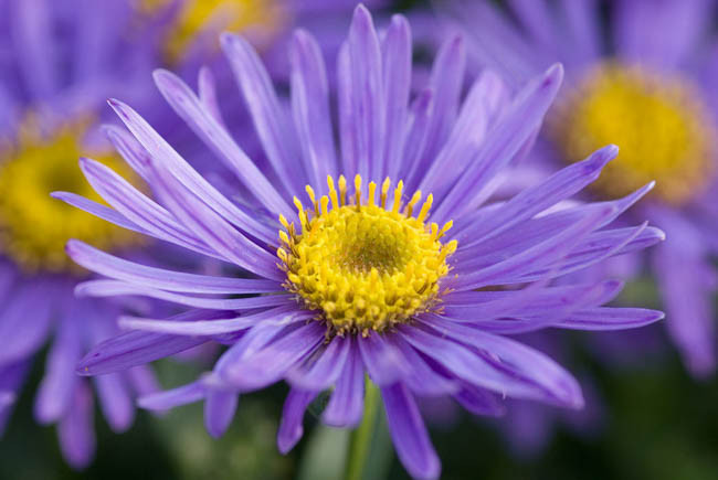 Aster Amellus 'Grunder', Italian Aster 'Grunder', Italian Starwort 'Grunder', Michaelmas Daisy 'Grunder', Fall Aster 'Grunder', Fall perennials, Fall Flowers, Aster Grunder, Purple flowers,