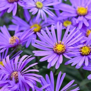 Aster Amellus 'King George', Italian Aster 'King George', Italian Starwort 'King George', Michaelmas Daisy 'King George', Fall Aster 'King George', Fall perennials, Fall Flowers, Aster King Georges, Purple flowers,