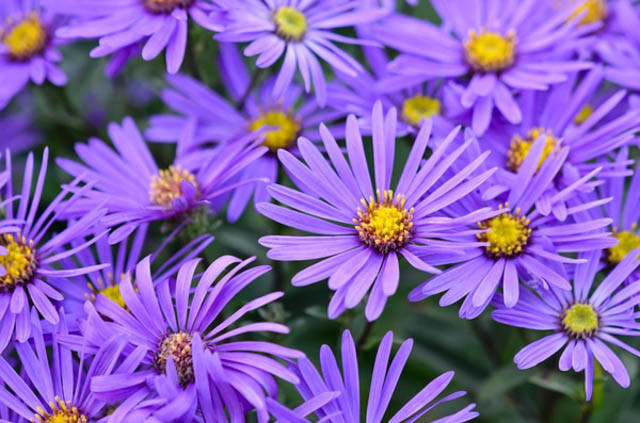 Aster Amellus 'King George', Italian Aster 'King George', Italian Starwort 'King George', Michaelmas Daisy 'King George', Fall Aster 'King George', Fall perennials, Fall Flowers, Aster King Georges, Purple flowers,