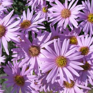 Aster Amellus 'Rosa Erfullung', Italian Aster 'Rosa Erfullung', Italian Starwort 'Rosa Erfullung', Michaelmas Daisy 'Rosa Erfullung', Fall Aster 'Rosa Erfullung', Aster amellus 'Rosa Erf√ºllung', Aster amellus 'Pink Zenith', Italian Aster 'Pink Zenith', Italian Starwort 'Pink Zenith', Michaelmas Daisy 'Pink Zenith', Fall Aster 'Pink Zenith', Fall perennials, Fall Flowers, Aster Grunder, Purple flowers,