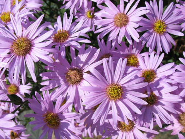 Aster Amellus 'Rosa Erfullung', Italian Aster 'Rosa Erfullung', Italian Starwort 'Rosa Erfullung', Michaelmas Daisy 'Rosa Erfullung', Fall Aster 'Rosa Erfullung', Aster amellus 'Rosa Erf√ºllung', Aster amellus 'Pink Zenith', Italian Aster 'Pink Zenith', Italian Starwort 'Pink Zenith', Michaelmas Daisy 'Pink Zenith', Fall Aster 'Pink Zenith', Fall perennials, Fall Flowers, Aster Grunder, Purple flowers,