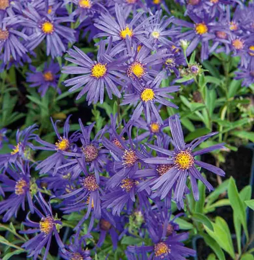 Aster Amellus 'Violet Queen', Italian Aster 'Violet Queen', Italian Starwort 'Violet Queen', Michaelmas Daisy 'Violet Queen', Fall Aster 'Violet Queen', Fall perennials, Fall Flowers, Aster Violet Queen, Italian Aster 'Veilchenk√∂nigin', Italian Starwort 'Veilchenk√∂nigin', Michaelmas Daisy 'Veilchenk√∂nigin', Fall Aster 'Veilchenk√∂nigin', Purple flowers,