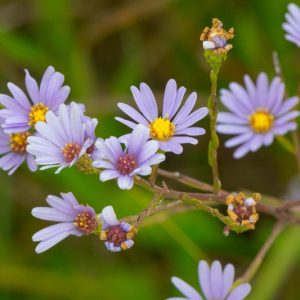 Aster azureus, Skyblue Aster, Sky Blue American-Aster, Azure Aster, Blue Devils, Symphyotrichum oolentangiense, blue aster, purple aster