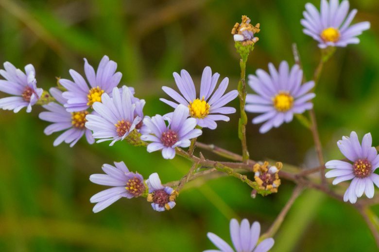 Aster azureus, Skyblue Aster, Sky Blue American-Aster, Azure Aster, Blue Devils, Symphyotrichum oolentangiense, blue aster, purple aster
