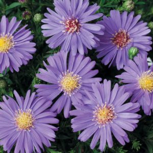 Aster Dumosus 'Sapphire', Bushy Aster 'Sapphire', Michaelmas Daisy 'Sapphire', Symphyotrichum Dumosum 'Sapphire', Rice Button Aster 'Sapphire', Aster dumosus 'Kiesapphire', Aster 'Gensingen Blue', Aster 'Gensinger Blau', Fall Aster, Fall perennials, Fall Flowers, Dwarf Aster