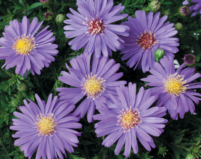 Aster Dumosus 'Sapphire', Bushy Aster 'Sapphire', Michaelmas Daisy 'Sapphire', Symphyotrichum Dumosum 'Sapphire', Rice Button Aster 'Sapphire', Aster dumosus 'Kiesapphire', Aster 'Gensingen Blue', Aster 'Gensinger Blau', Fall Aster, Fall perennials, Fall Flowers, Dwarf Aster