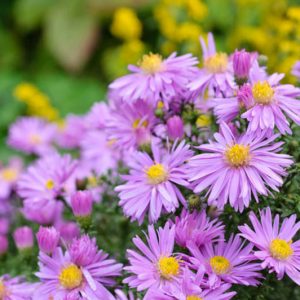 Aster Dumosus, Bushy Aster, Michaelmas Daisy, Aster Wood's Blue, Symphyotrichum Dumosum, Rice Button Aster, Fall Aster, Fall perennials, Fall Flowers, Dwarf Aster