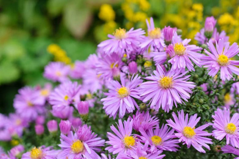 Aster Dumosus, Bushy Aster, Michaelmas Daisy, Aster Wood's Blue, Symphyotrichum Dumosum, Rice Button Aster, Fall Aster, Fall perennials, Fall Flowers, Dwarf Aster