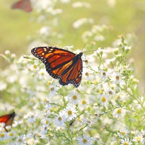 Aster ericoides, White Heath Aster, Heath Aster, Symphyotrichum ericoides, White aster