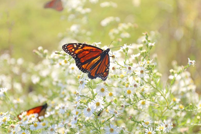 Aster ericoides, White Heath Aster, Heath Aster, Symphyotrichum ericoides, White aster