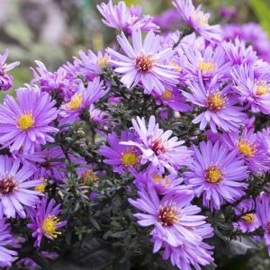 Aster Novae-Angliae, New England Aster, New England American-Aster, Michaelmas Daisy, Symphyotrichum novae-angliae, purple aster, Lilac aster