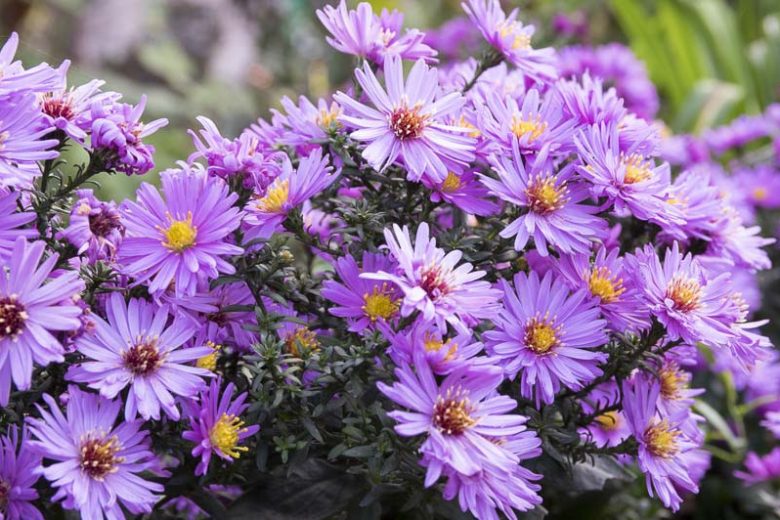Aster Novae-Angliae, New England Aster, New England American-Aster, Michaelmas Daisy, Symphyotrichum novae-angliae, purple aster, Lilac aster