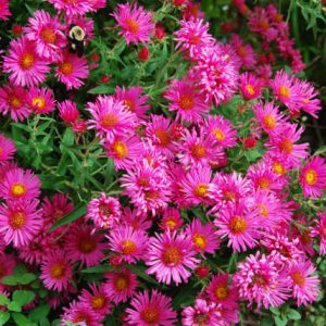 Aster Novae-Angliae 'Andenken an Alma Potschke', New England Aster 'Andenken an Alma Potschke', Michaelmas Daisy 'Andenken an Alma Potschke', Symphyotrichum Novae-Angliae 'Andenken an Alma Potschke', New England Aster 'Alma Potschke', Michaelmas Daisy 'Alma Potschke', Symphyotrichum Novae-Angliae 'Alma Potschke',